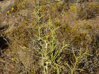 Hualania colletioides, photographed by Guillermo Debandi