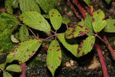 Rubus rufescens, photographed by Stephen James McWilliam