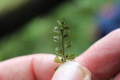 Hymenophyllum cupressiforme, photographed by Joe Potter Butler