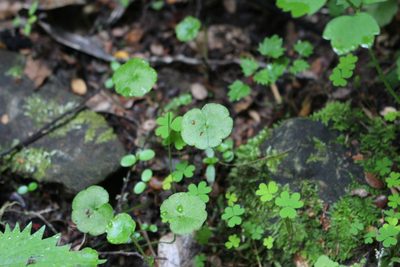 Hydrocotyle pterocarpa, photographed by Joe Potter Butler