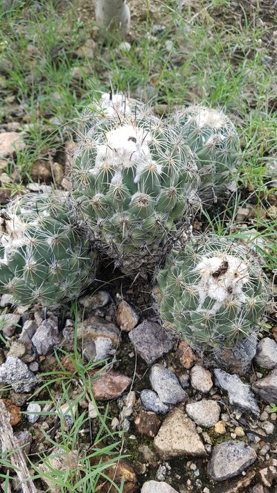 Coryphantha pallida, photographed by Martín Sánchez Vilchis