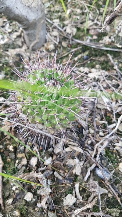 Mammillaria carnea, photographed by Martín Sánchez Vilchis