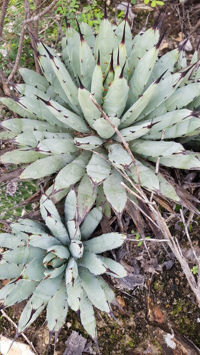 Agave macroacantha, photographed by Martín Sánchez Vilchis