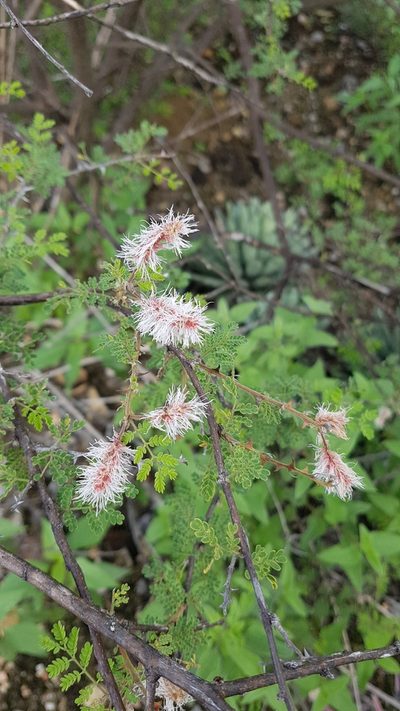 Mimosa luisana, photographed by Martín Sánchez Vilchis