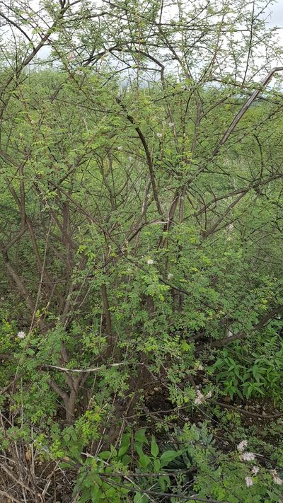 Mimosa luisana, photographed by Martín Sánchez Vilchis