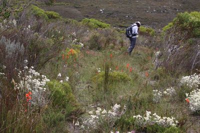 Watsonia stenosiphon, photographed by Tony Rebelo