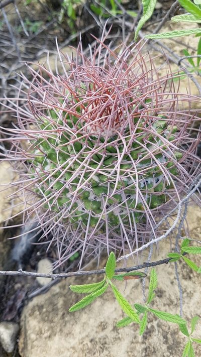 Mammillaria carnea, photographed by Martín Sánchez Vilchis