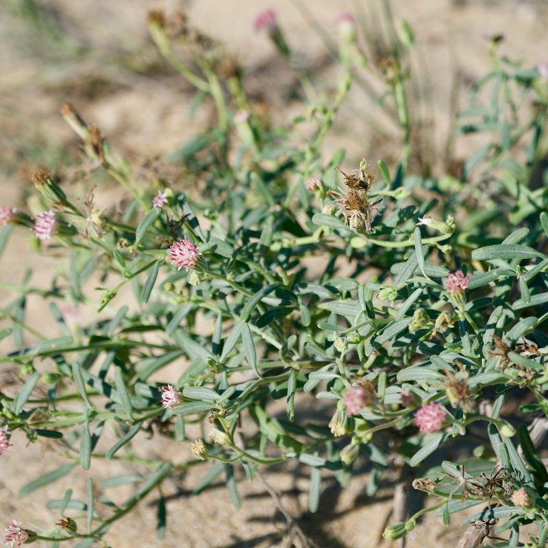 Palafoxia linearis, photographed by Bill Levine