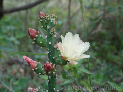 Salmonopuntia salmiana, photographed by Lucas Rubio