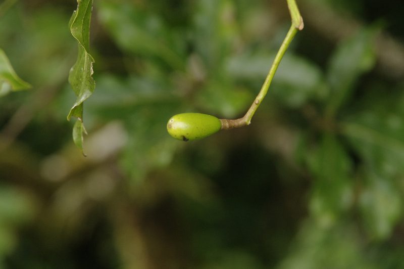 Beilschmiedia costaricensis, photographed by Eric Knight
