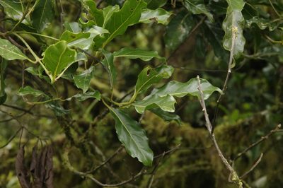 Beilschmiedia costaricensis, photographed by Eric Knight