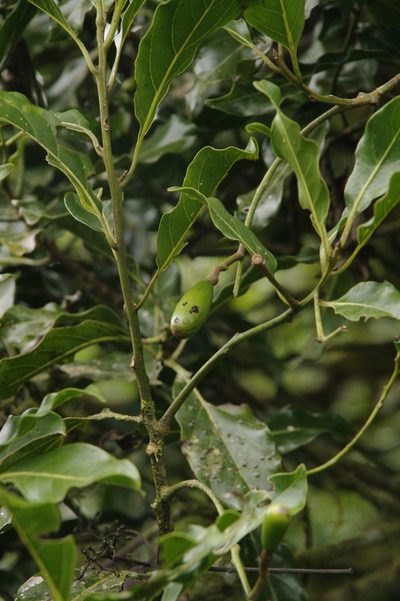 Beilschmiedia costaricensis, photographed by Eric Knight