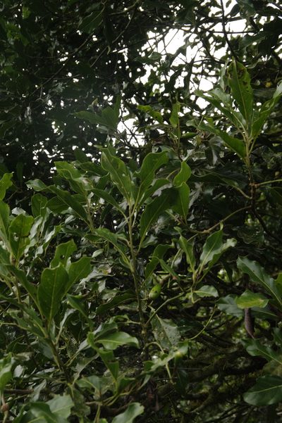 Beilschmiedia costaricensis, photographed by Eric Knight