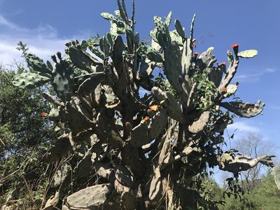 Opuntia quimilo, photographed by Mario Barroso