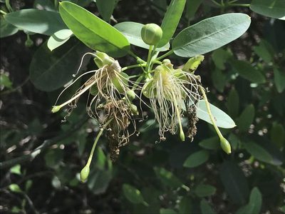 Morisonia speciosa, photographed by Mario Barroso