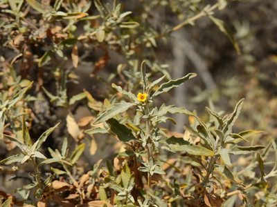 Buddleja mendozensis, photographed by Guillermo Debandi