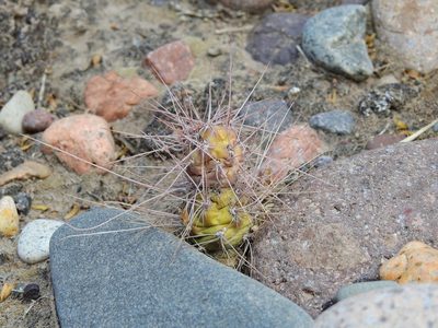 Tephrocactus aoracanthus, photographed by Guillermo Debandi
