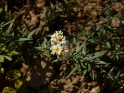 Euploca mendocina, photographed by Guillermo Debandi