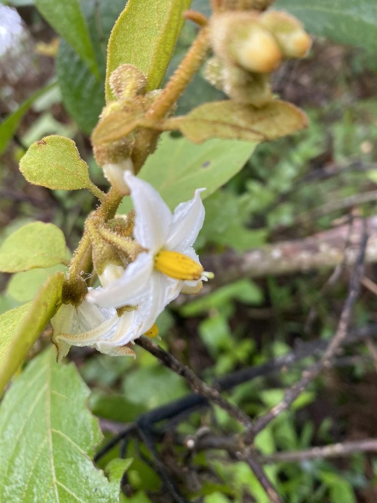 Solanum piluliferum, photographed by Jean-Paul Boerekamps