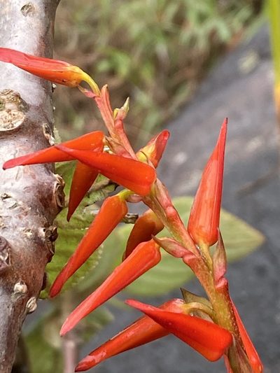 Pitcairnia flammea, photographed by Jean-Paul Boerekamps