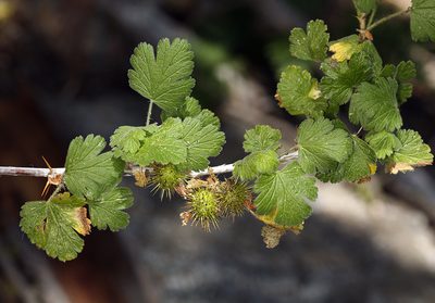 Ribes binominatum, photographed by Steve Matson