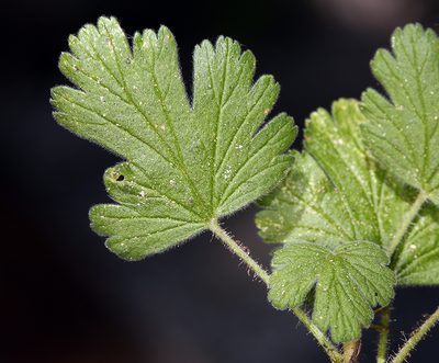 Ribes binominatum, photographed by Steve Matson