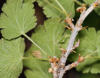 Ribes binominatum, photographed by Steve Matson