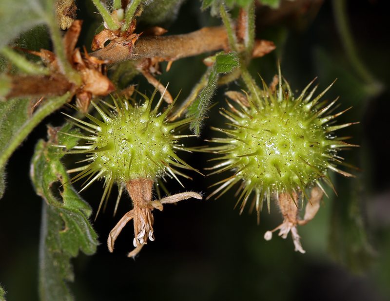 Ribes binominatum, photographed by Steve Matson