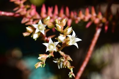 Villadia albiflora, photographed by Neptalí Ramírez Marcial