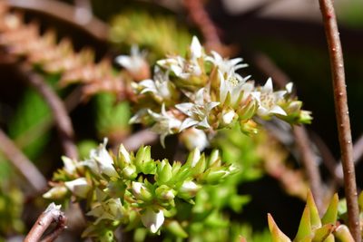 Villadia albiflora, photographed by Neptalí Ramírez Marcial