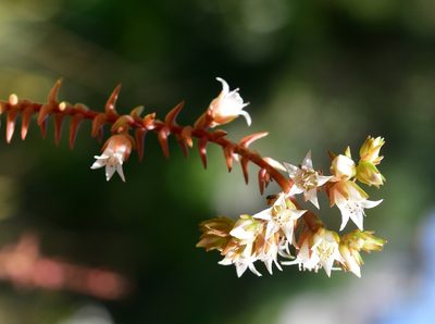 Villadia albiflora, photographed by Neptalí Ramírez Marcial
