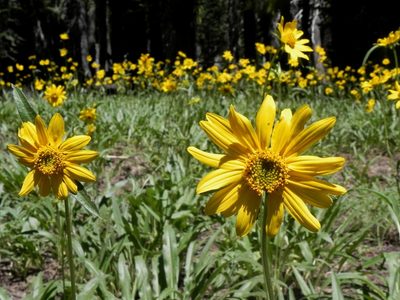 Helianthella californica, photographed by Leah Gardner