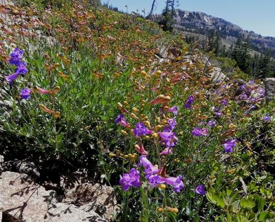 Penstemon azureus, photographed by Leah Gardner