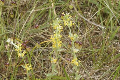 Pimelea curviflora, photographed by Rod Lowther