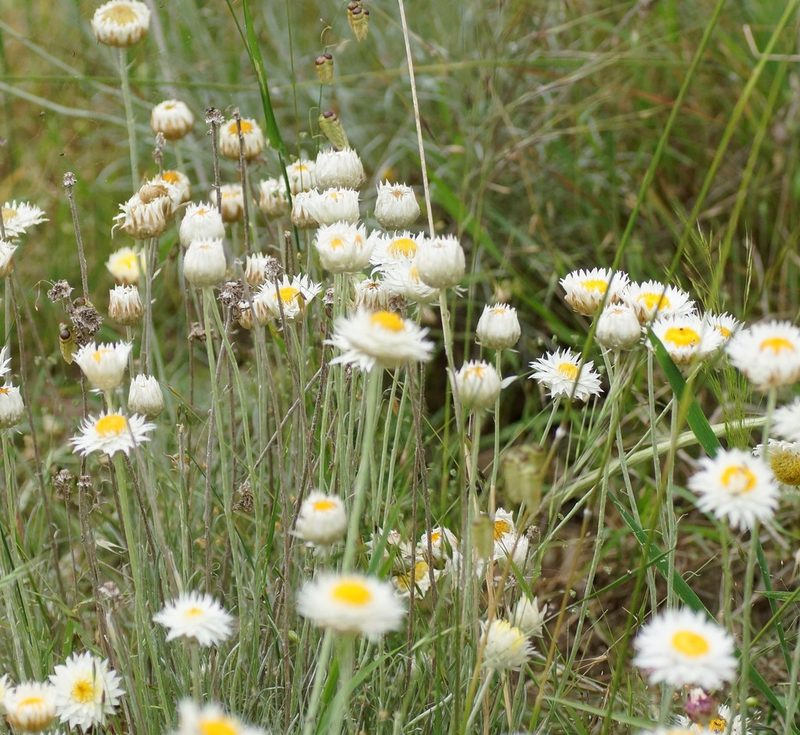 Leucochrysum albicans, photographed by Rod Lowther