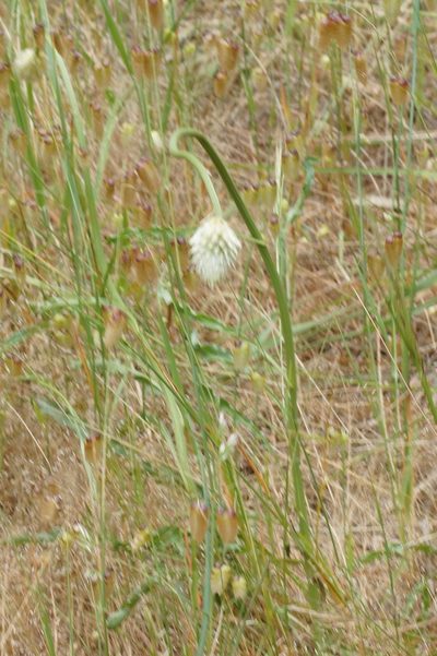 Ptilotus macrocephalus, photographed by Rod Lowther