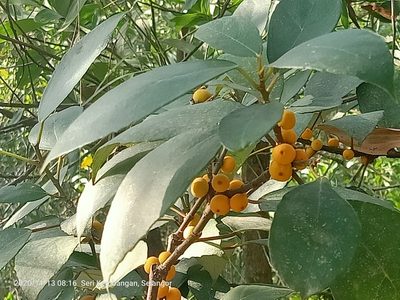 Ficus grossularioides, photographed by Ong Jyh Seng