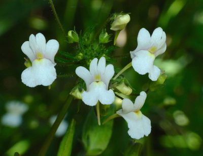 Nemesia floribunda, photographed by Steve Kerr