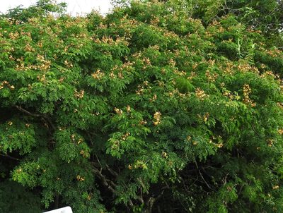 Libidibia sclerocarpa, photographed by Francisco Farriols Sarabia