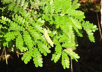 Pityrocarpa obliqua, photographed by Francisco Farriols Sarabia