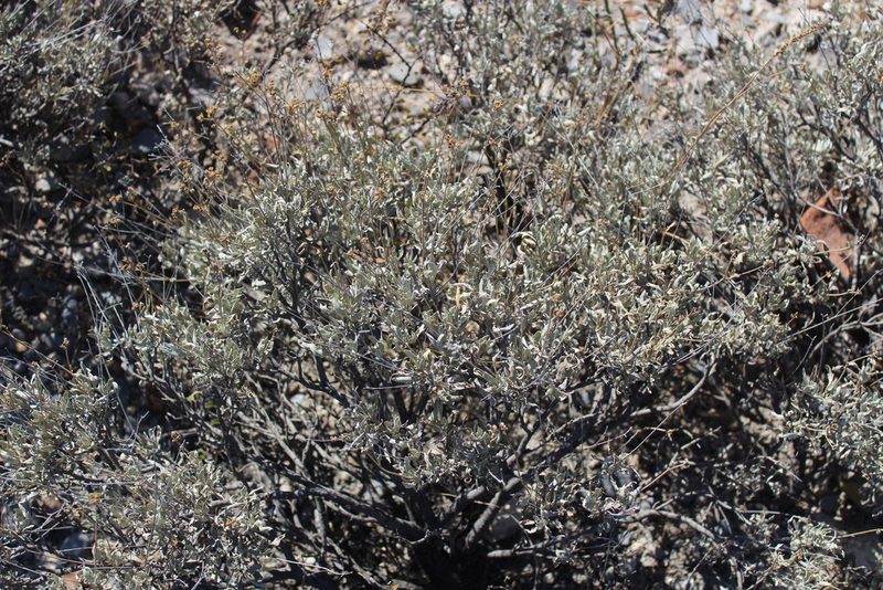 Parthenium argentatum, photographed by Francisco Martínez González