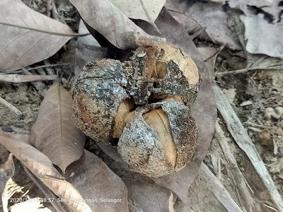 Hevea brasiliensis, photographed by Ong Jyh Seng