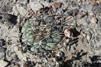 Coryphantha poselgeriana, photographed by Francisco Martínez González
