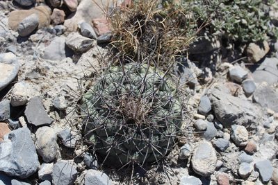 Coryphantha poselgeriana, photographed by Francisco Martínez González