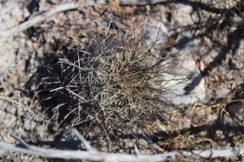 Sclerocactus brevihamatus, photographed by Francisco Martínez González