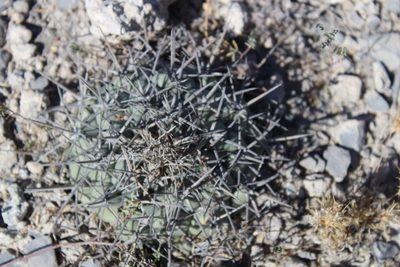 Coryphantha poselgeriana, photographed by Francisco Martínez González