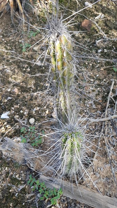 Lemaireocereus hollianus, photographed by Martín Sánchez Vilchis