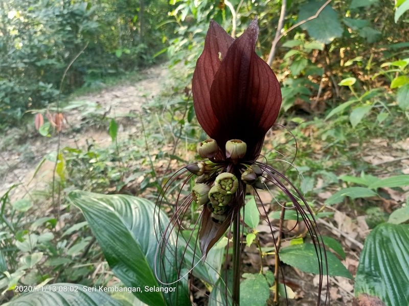 Tacca integrifolia, photographed by Ong Jyh Seng