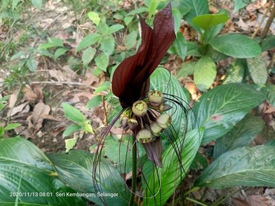 Tacca integrifolia, photographed by Ong Jyh Seng