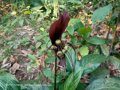 Tacca integrifolia, photographed by Ong Jyh Seng